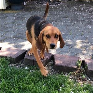 Meet your Posher, Rose